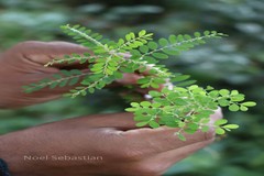 Phyllanthus rheedei